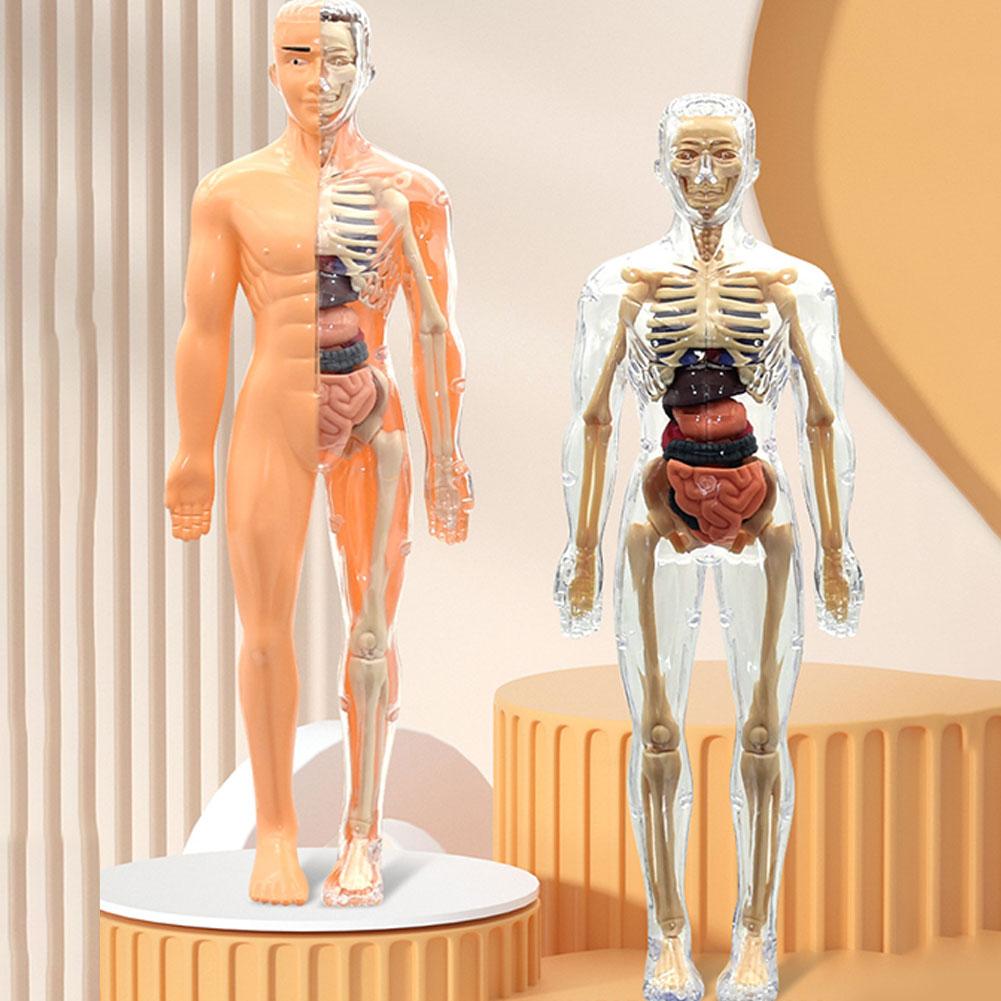 Human Body Puzzle - 3D Menselijk Lichaam Torso Model Voor