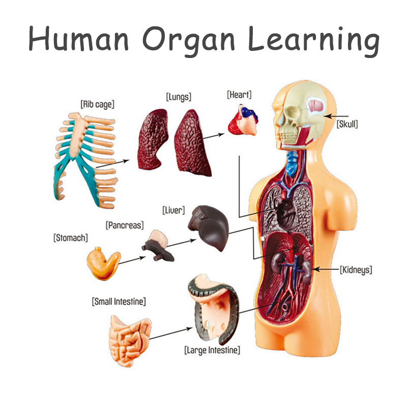 Human Body Puzzle - Diy Mannequin 3d Menselijk Lichaam Model