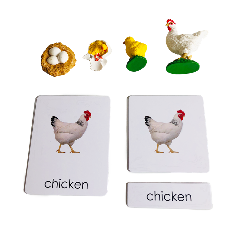 Kids Education Material - Levenscyclus Dieren Kaarten en modellen Levenscyclus
