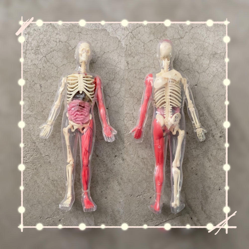 Human Body Puzzle - Op voorraad Standaard defecte originele losse