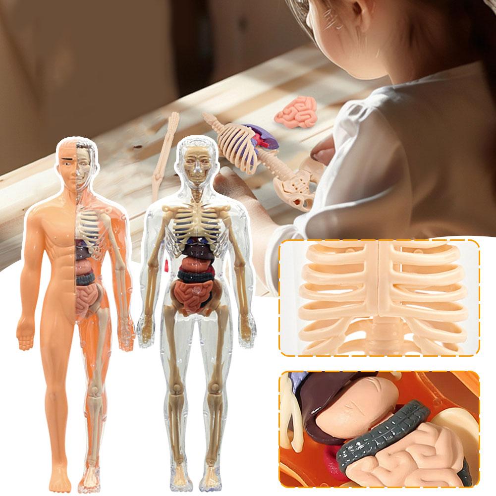 3D Menselijk Lichaam Torso Mod - Human Body Puzzle recensie en prijs