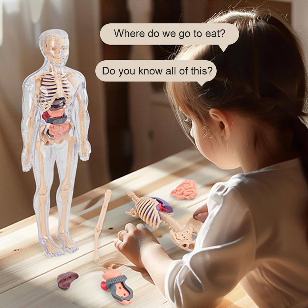 3D Menselijk Lichaam Torso Mod - Human Body Puzzle recensie en prijs