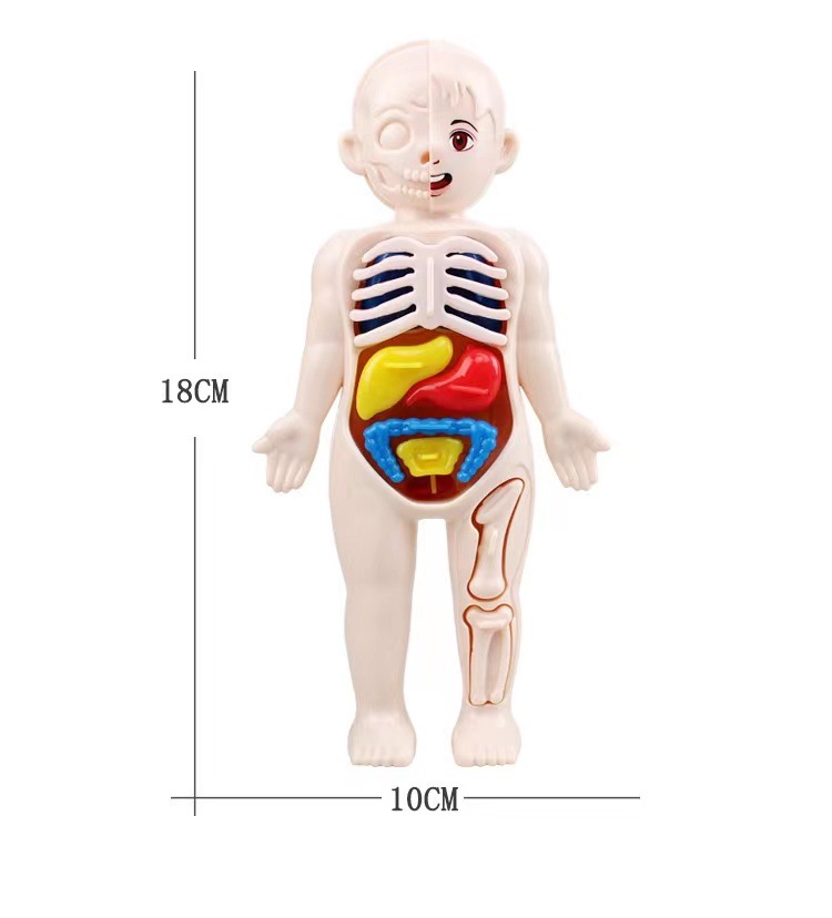 Montessori 3D-puzzel 14 stuks  - Human Body Puzzle recensie en prijs