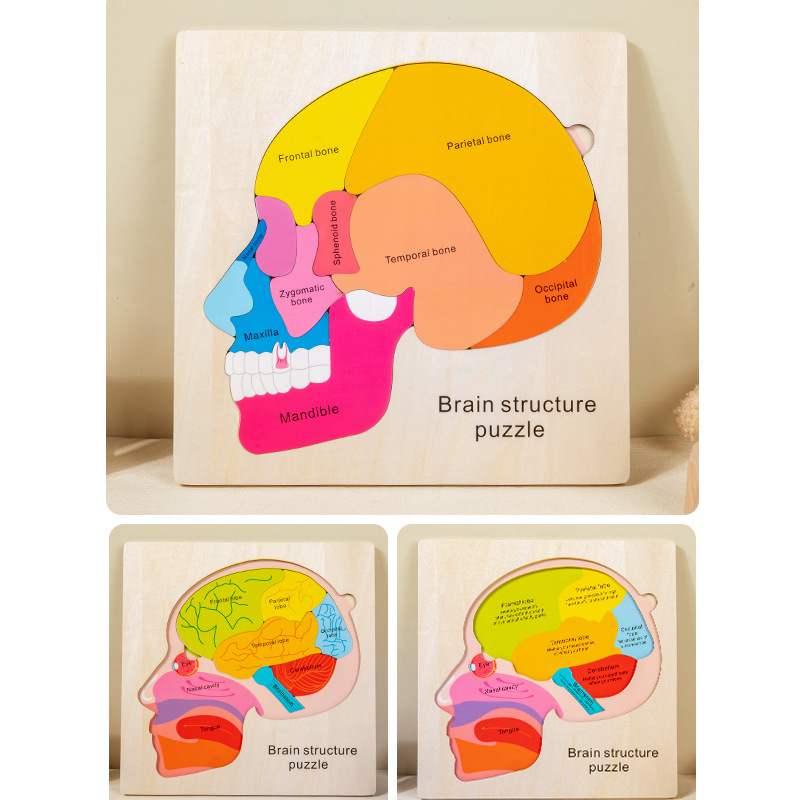 3-laags hersenstructuurpuzzel  - Kids Education Material recensie en prijs