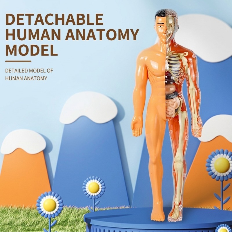Basisschool DIY-model van het  - Human Body Puzzle recensie en prijs