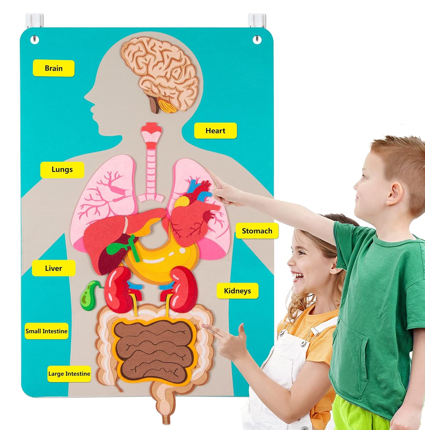 Menselijke lichaamsdelen Vilte - Human Body Puzzle recensie en prijs