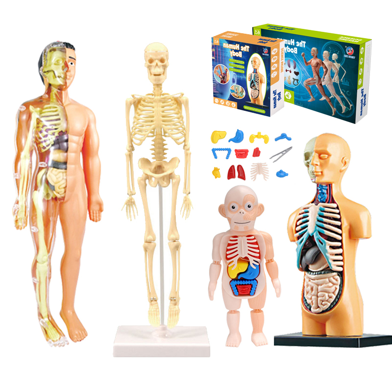 Diy Mannequin 3d Menselijk Lic - Human Body Puzzle recensie en prijs