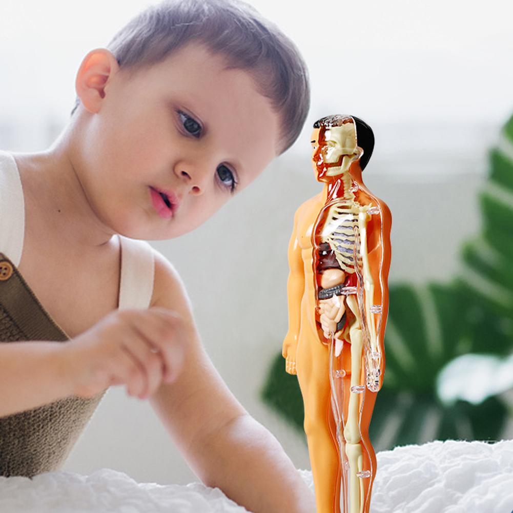 Diy Mannequin 3d Menselijk Lic - Human Body Puzzle recensie en prijs