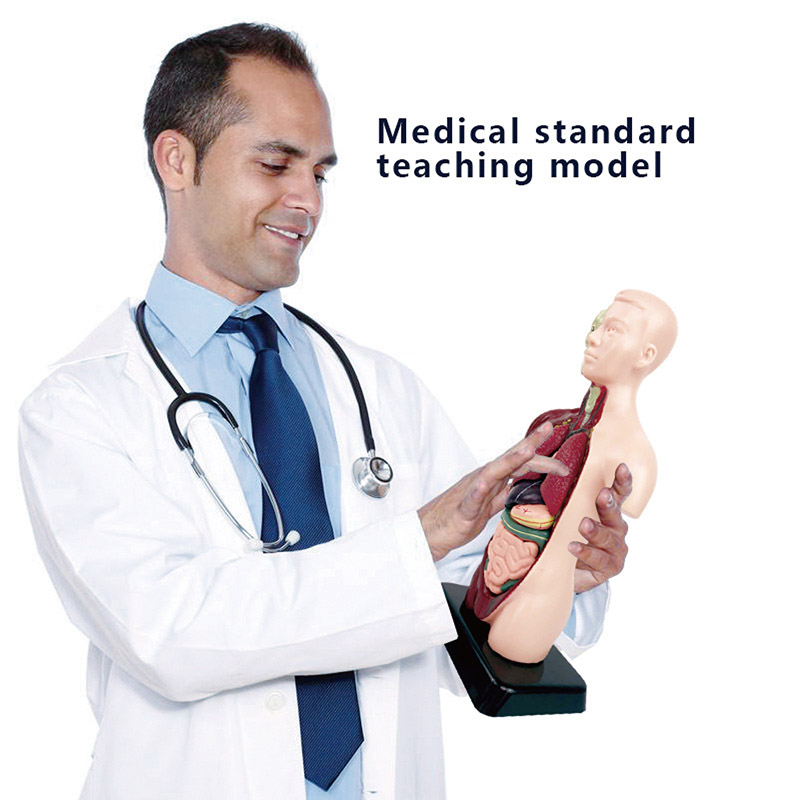 Diy Mannequin 3d Menselijk Lic - Human Body Puzzle recensie en prijs