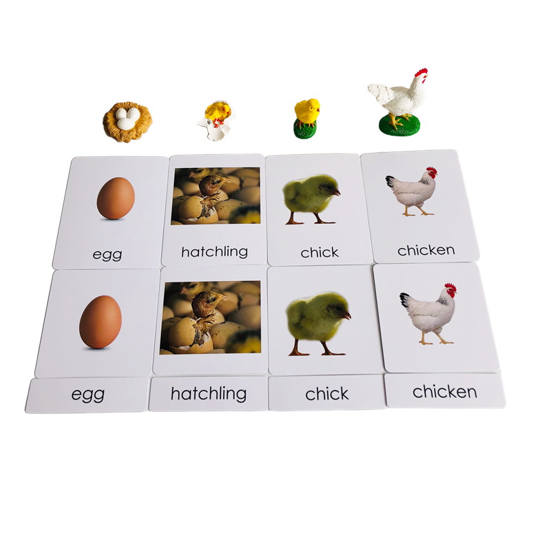 Levenscyclus Dieren Kaarten en - Kids Education Material recensie en prijs