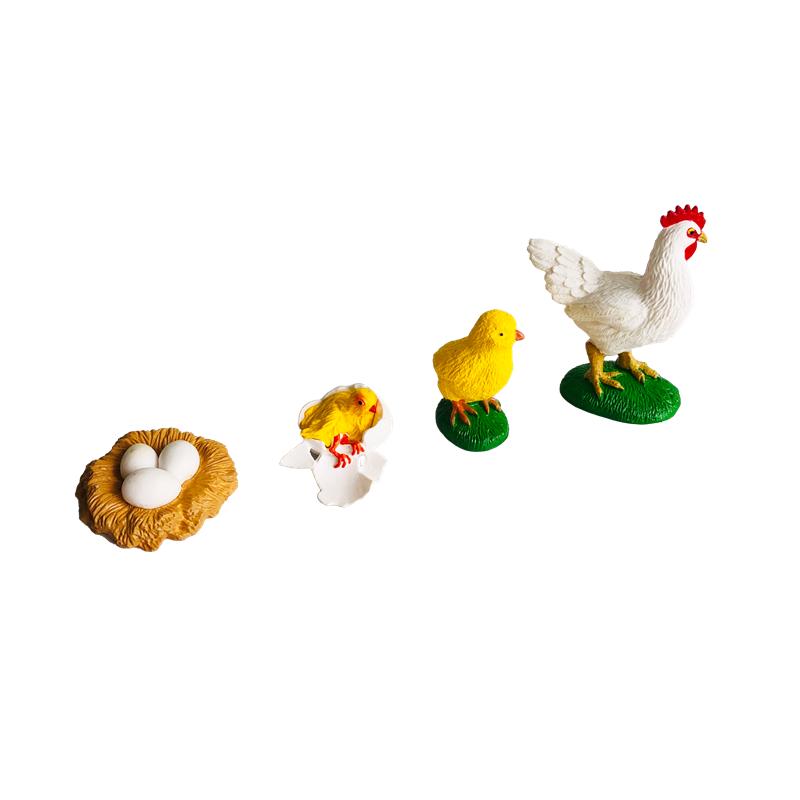 Levenscyclus Dieren Kaarten en - Kids Education Material recensie en prijs