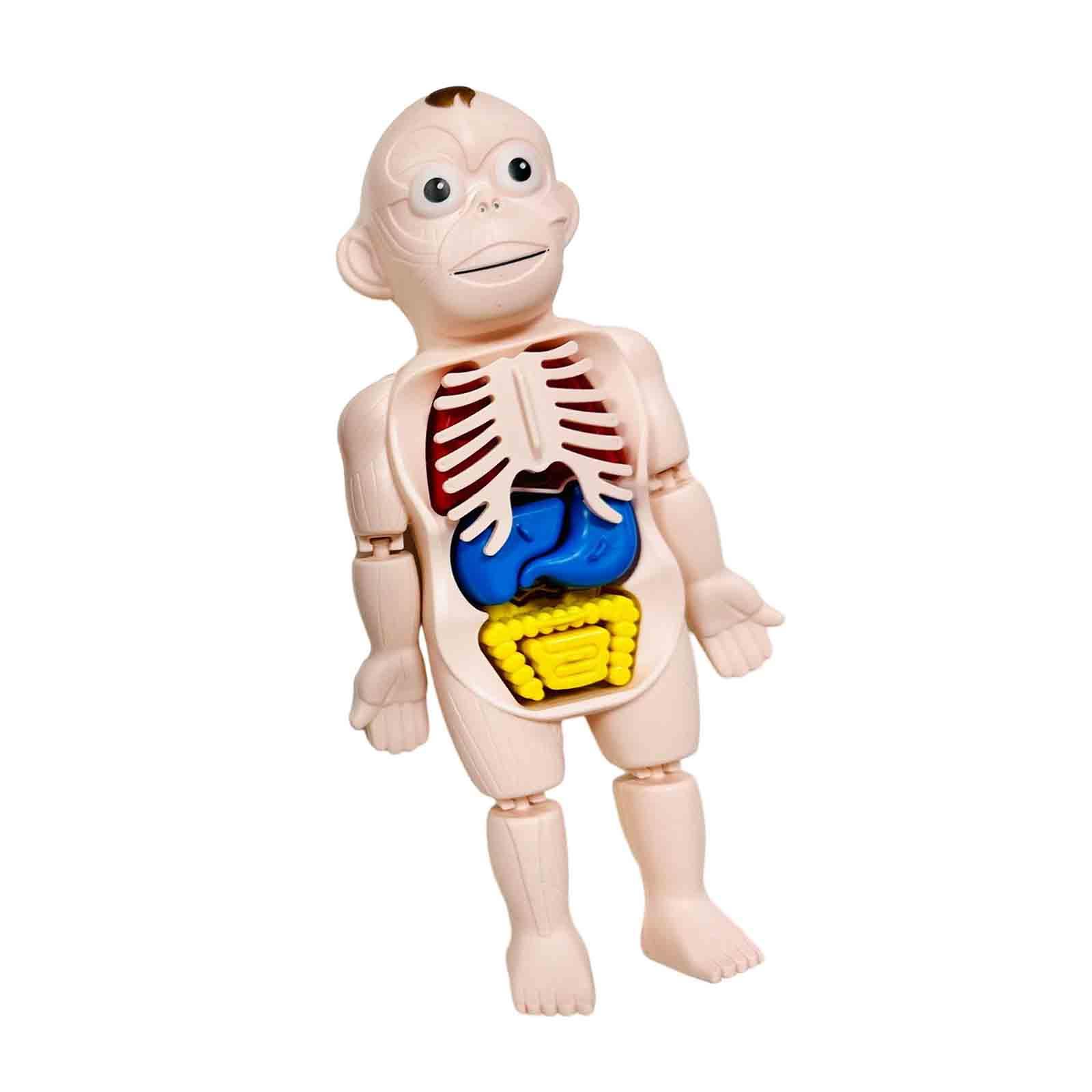 Menselijk lichaam puzzel Licha - Human Body Puzzle recensie en prijs