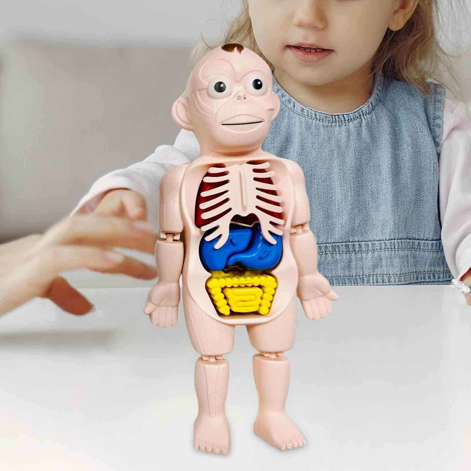 Menselijk lichaam puzzel Licha - Human Body Puzzle recensie en prijs
