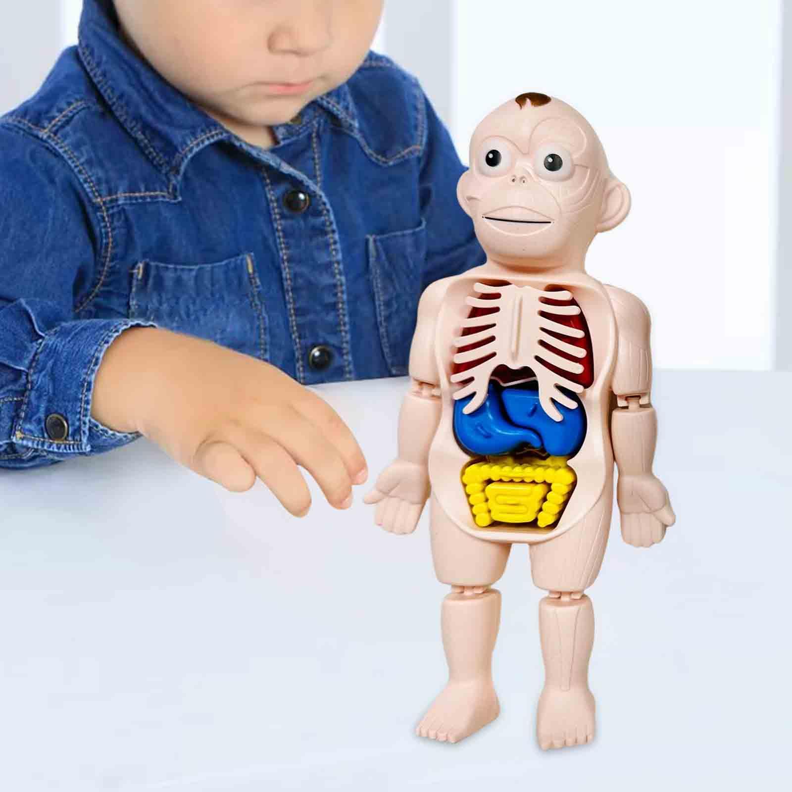 Menselijk lichaam puzzel Licha - Human Body Puzzle recensie en prijs