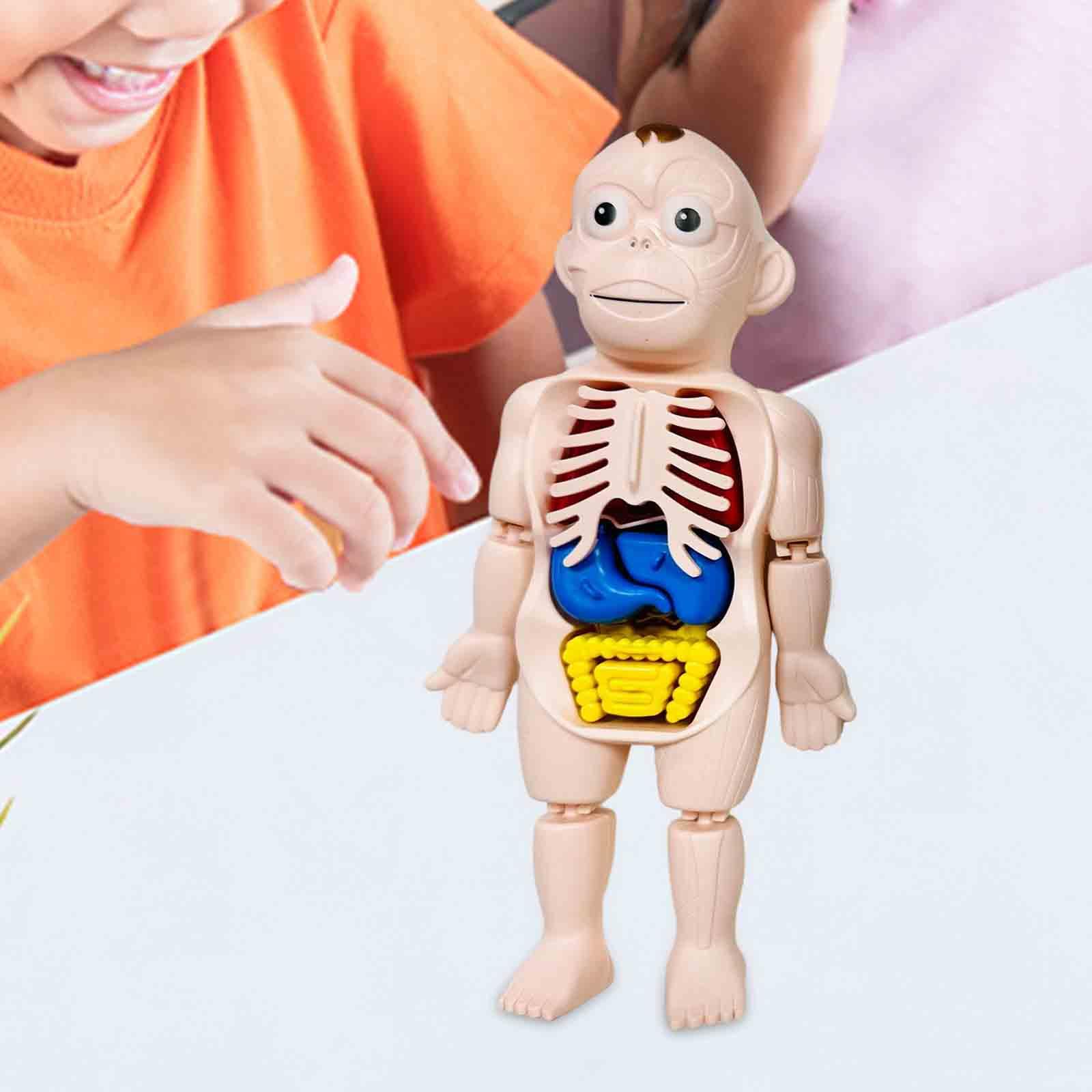 Menselijk lichaam puzzel Licha - Human Body Puzzle recensie en prijs