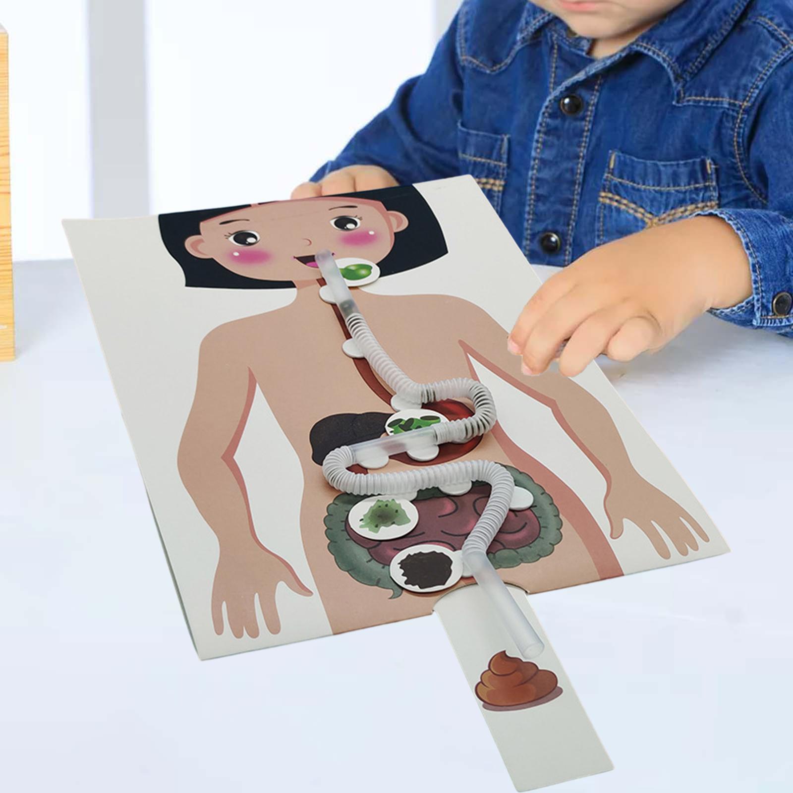 Menselijk spijsverteringsstels - Human Body Puzzle recensie en prijs