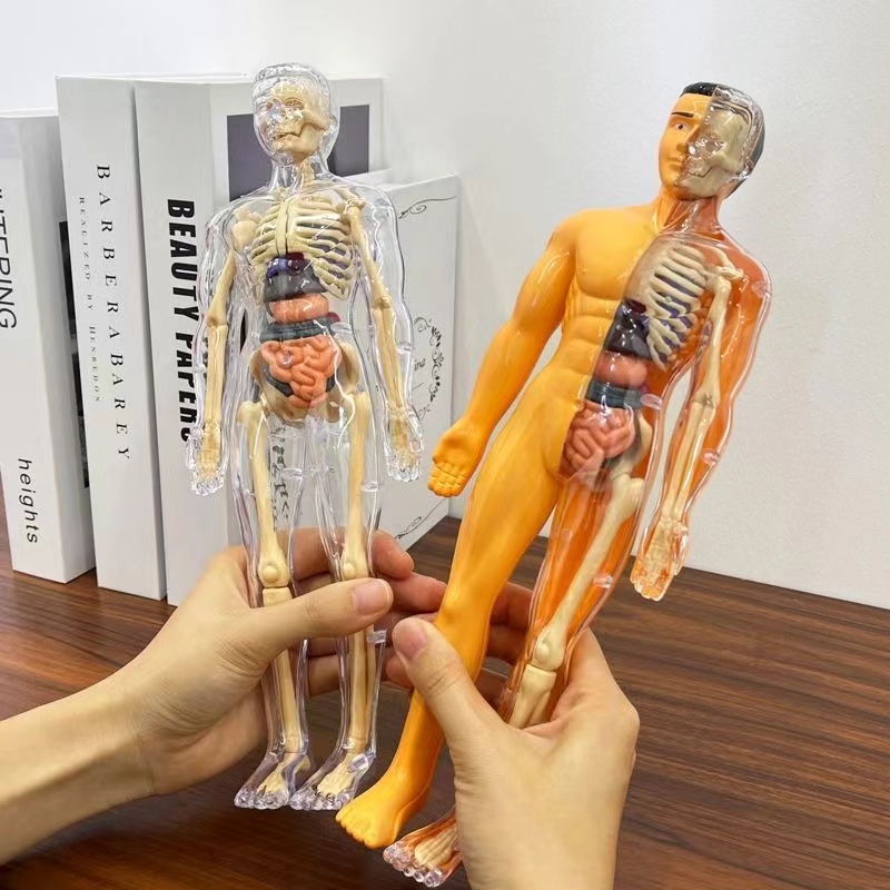 3D Menselijk Lichaam Torso Mod - Human Body Puzzle recensie en prijs