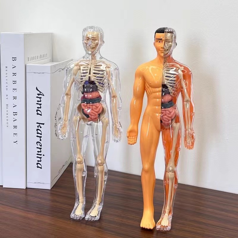 3D Menselijk Lichaam Torso Mod - Human Body Puzzle recensie en prijs