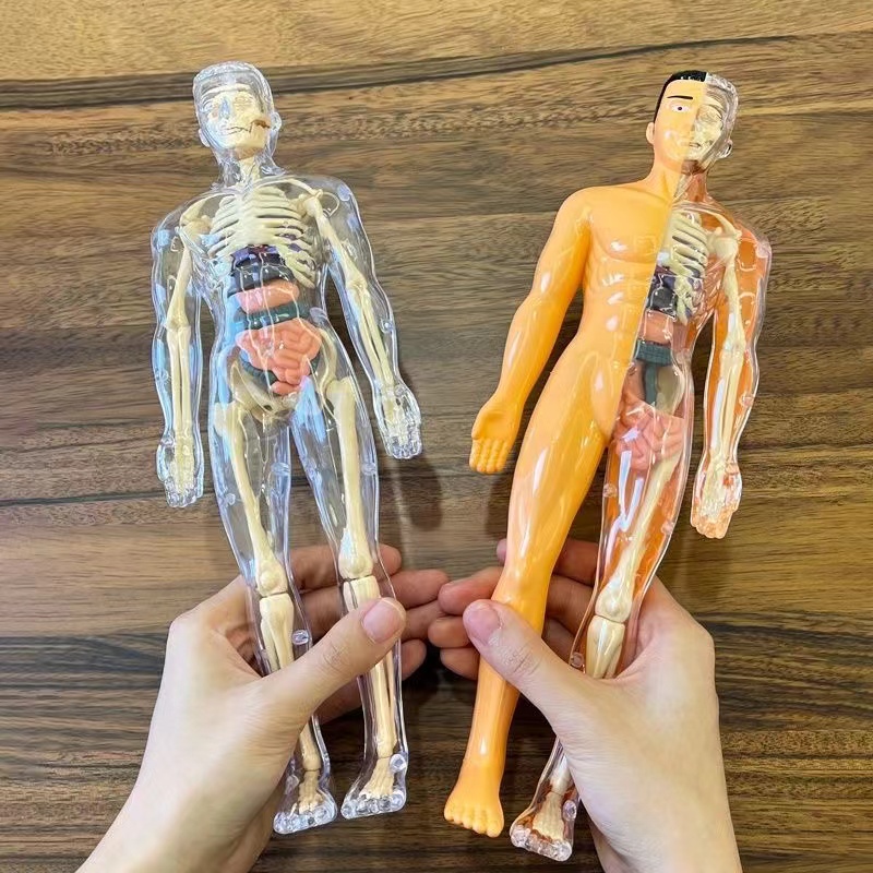 3D Menselijk Lichaam Torso Mod - Human Body Puzzle recensie en prijs